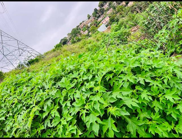 LAND FOR SALE IN KWAMASHU